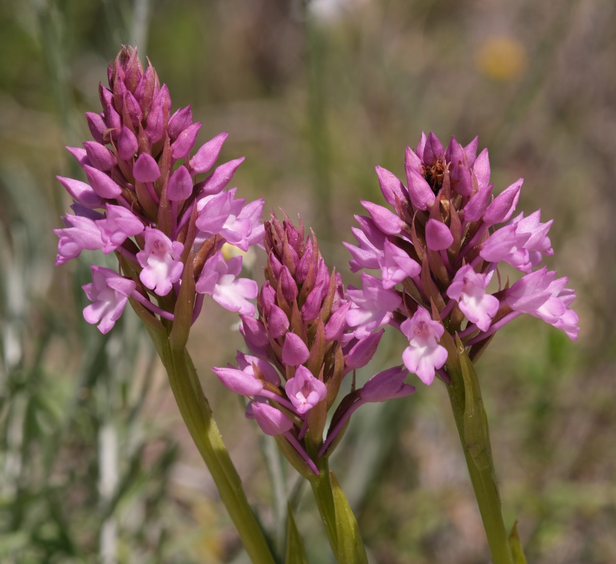 Ultime orchidee per quest''anno - Dalla Grecia con passione